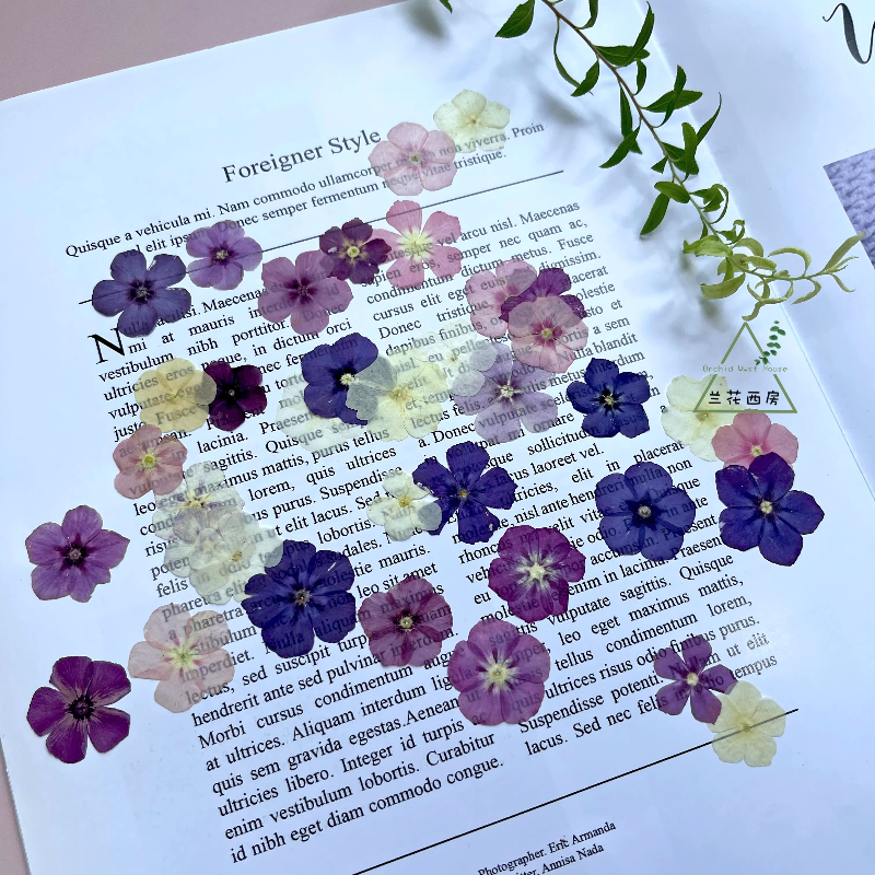 12pcs,Semi-Transparent Niche P - Dried Flower Pressed incelemesi ve fiyatı