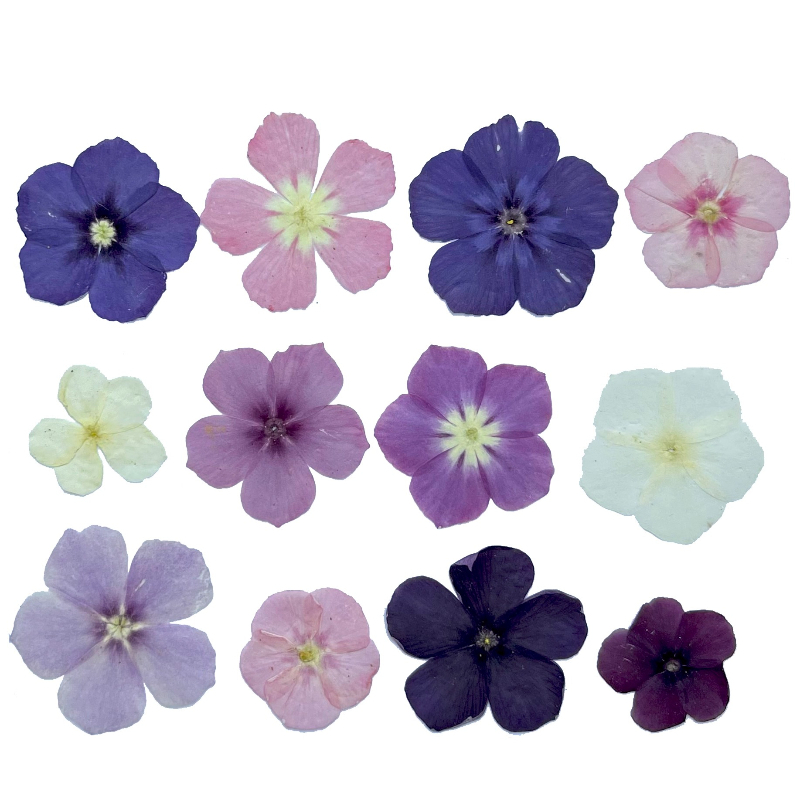 12pcs,Semi-Transparent Niche P - Dried Flower Pressed incelemesi ve fiyatı