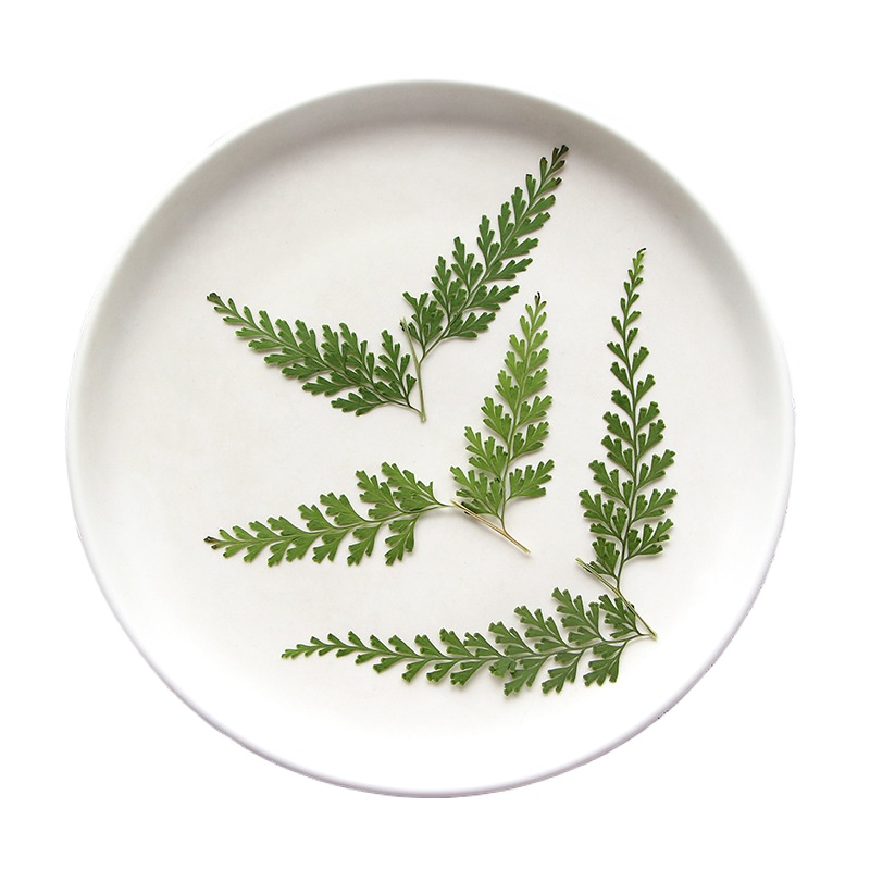 Nature Pressed Fern Branches,d - Dried Flower Pressed incelemesi ve fiyatı