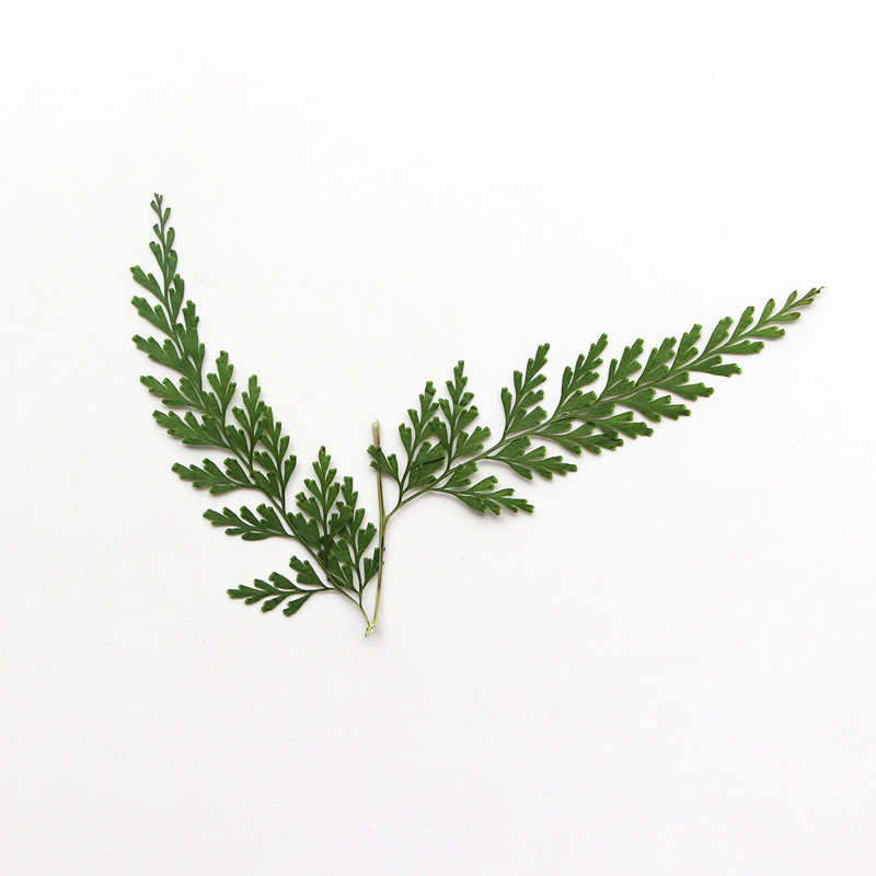 Nature Pressed Fern Branches,d - Dried Flower Pressed incelemesi ve fiyatı