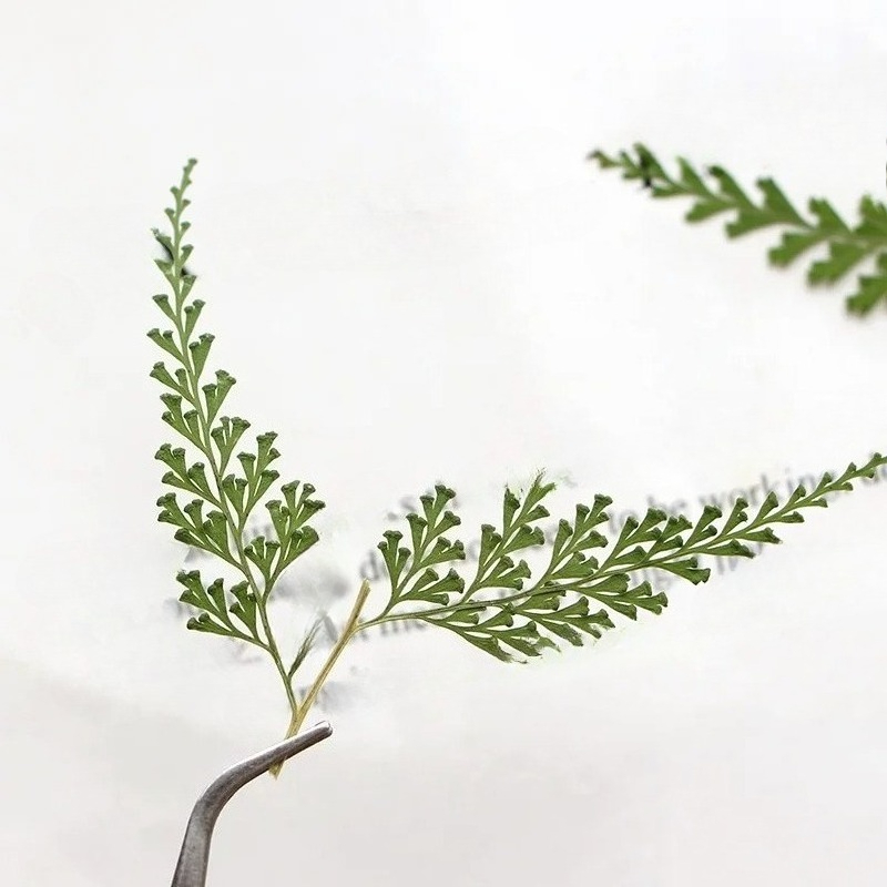 Nature Pressed Fern Branches,d - Dried Flower Pressed incelemesi ve fiyatı