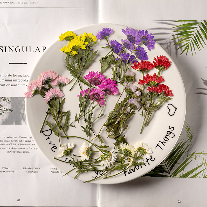 5-8cm/24pcs,Side pressed cryst - Dried Flower Pressed incelemesi ve fiyatı
