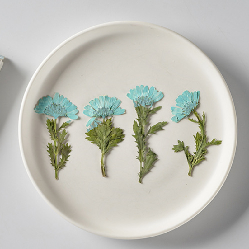 5-8cm/24pcs,Side pressed cryst - Dried Flower Pressed incelemesi ve fiyatı
