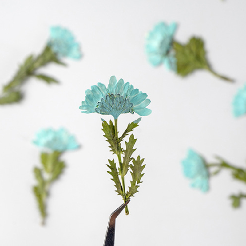 5-8cm/24pcs,Side pressed cryst - Dried Flower Pressed incelemesi ve fiyatı