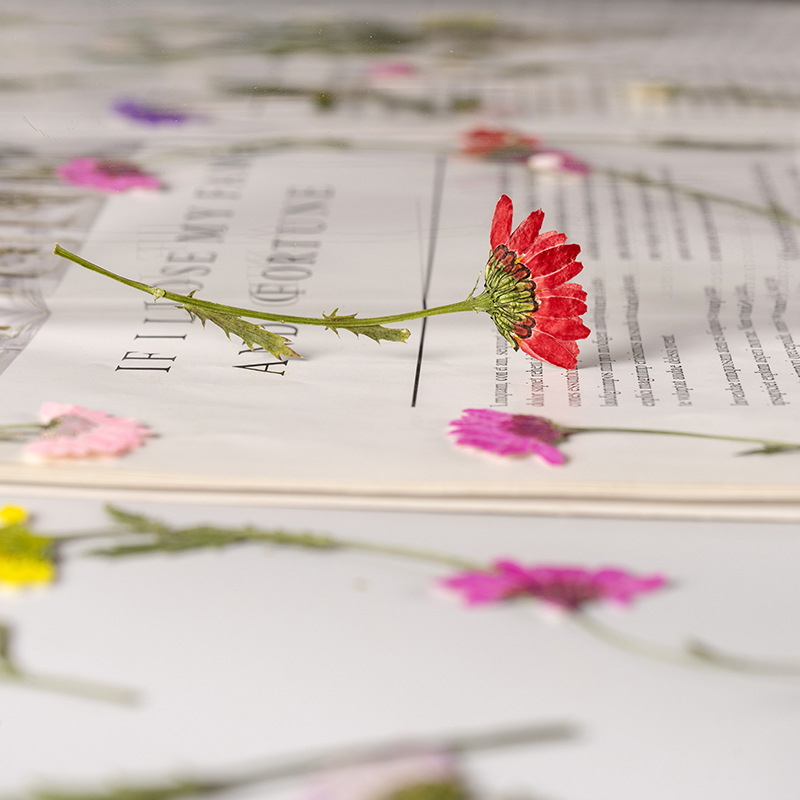 5-8cm/24pcs,Side pressed cryst - Dried Flower Pressed incelemesi ve fiyatı