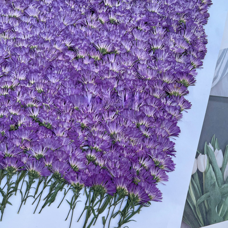 100PCS/3-6cm,Pressed daisy min - Dried Flower Pressed incelemesi ve fiyatı