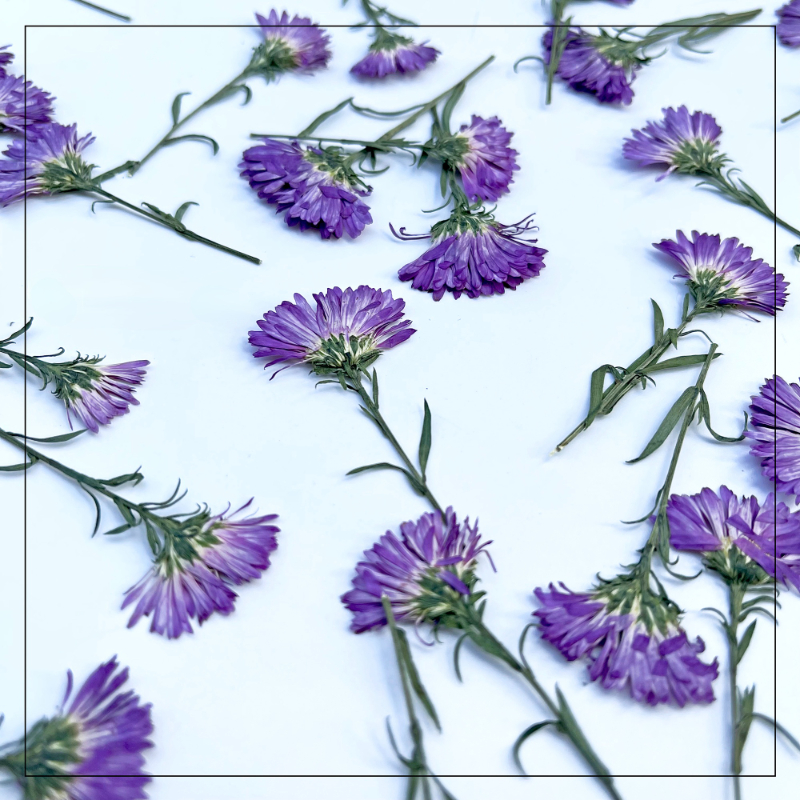 100PCS/3-6cm,Pressed daisy min - Dried Flower Pressed incelemesi ve fiyatı