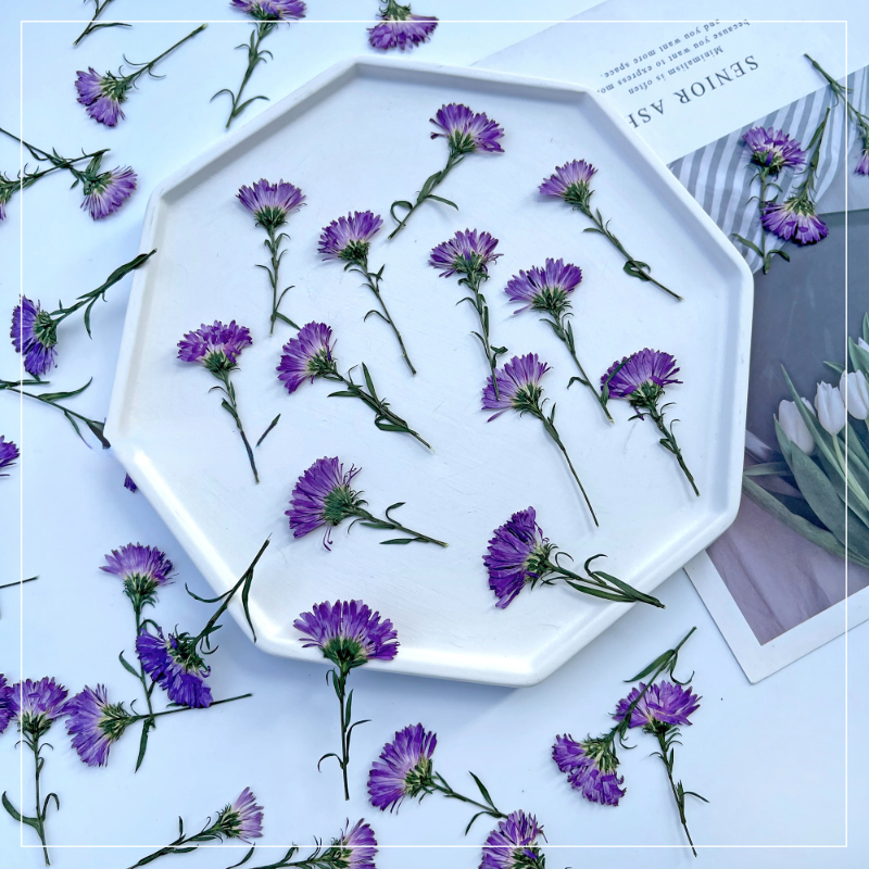 100PCS/3-6cm,Pressed daisy min - Dried Flower Pressed incelemesi ve fiyatı