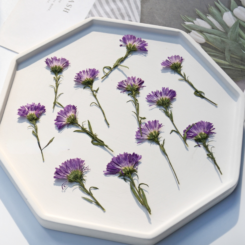 100PCS/3-6cm,Pressed daisy min - Dried Flower Pressed incelemesi ve fiyatı