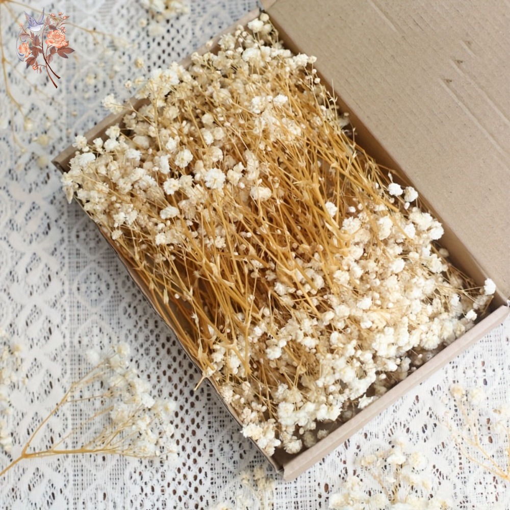 100pcs Mini Dried Baby's Breat - Dried Flower Pressed incelemesi ve fiyatı